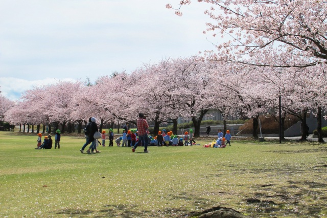 加賀市中央公園　桜