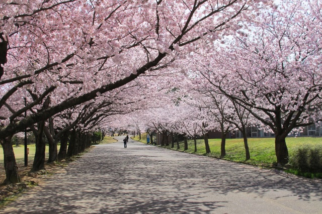 加賀市中央公園　桜