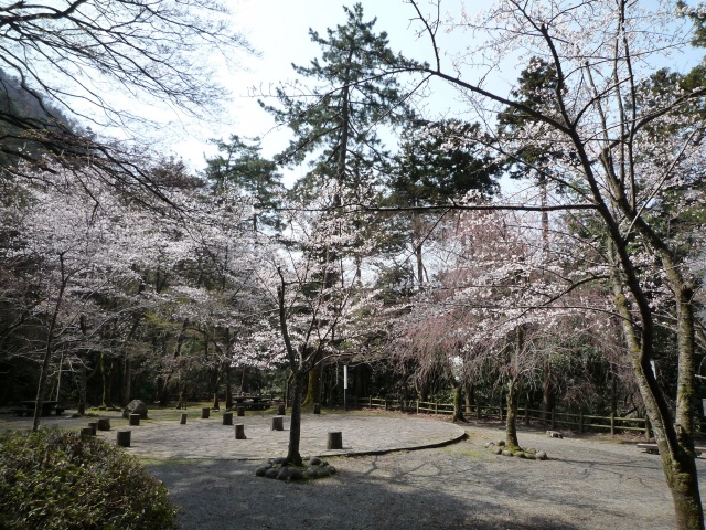 山中温泉 桜公園 桜