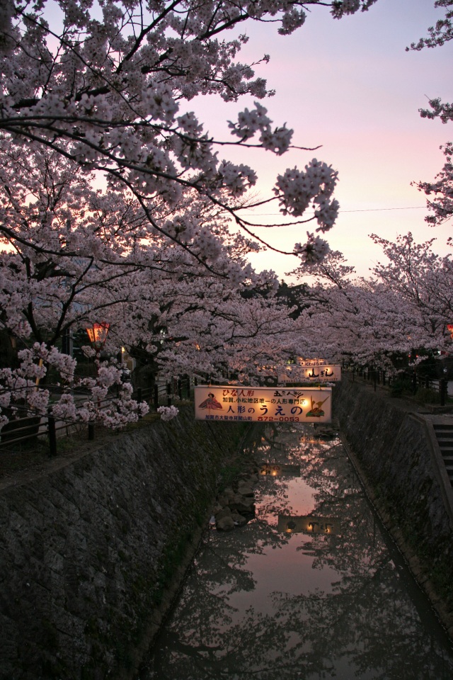 熊坂川 桜