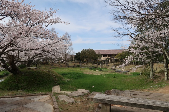 古九谷の杜公園 桜