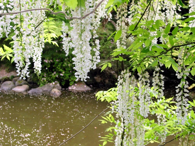 江沼神社 藤の花