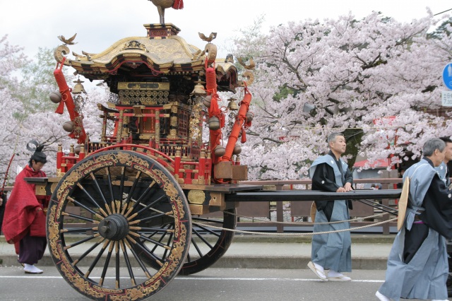 大聖寺 桜祭り