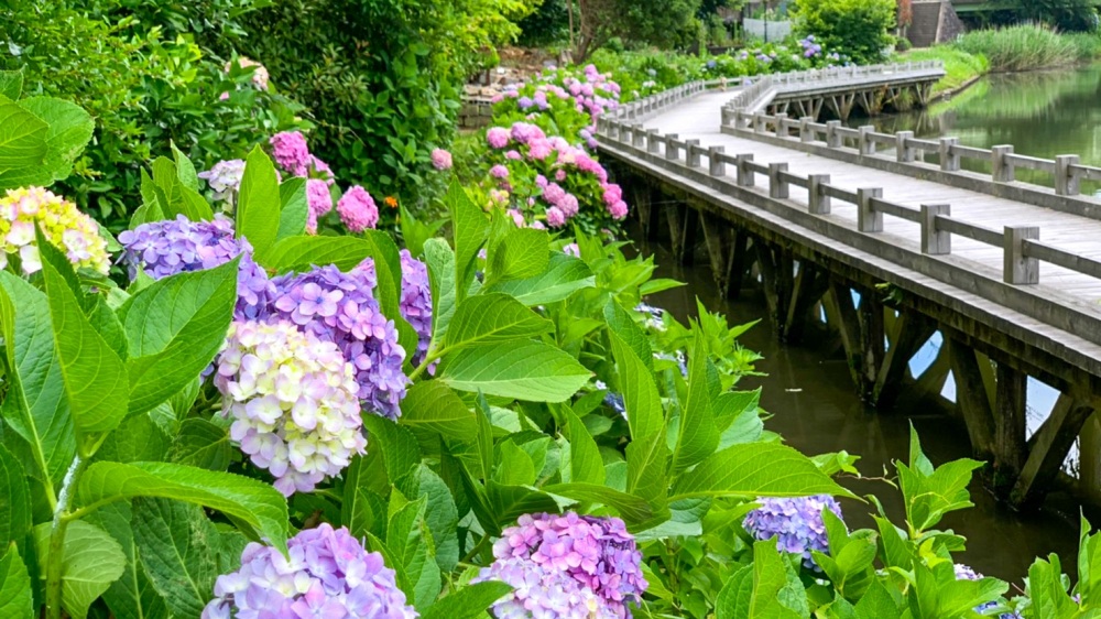 紫陽花めぐりを楽しみましょ！