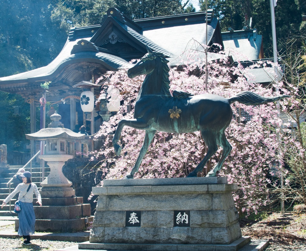 加賀神明宮の境内に咲く桜と馬