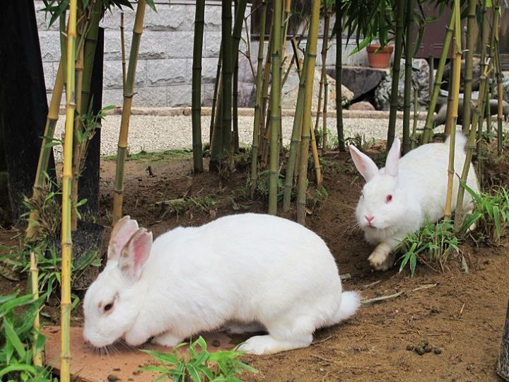 可愛い動物たちに会いに行こう！