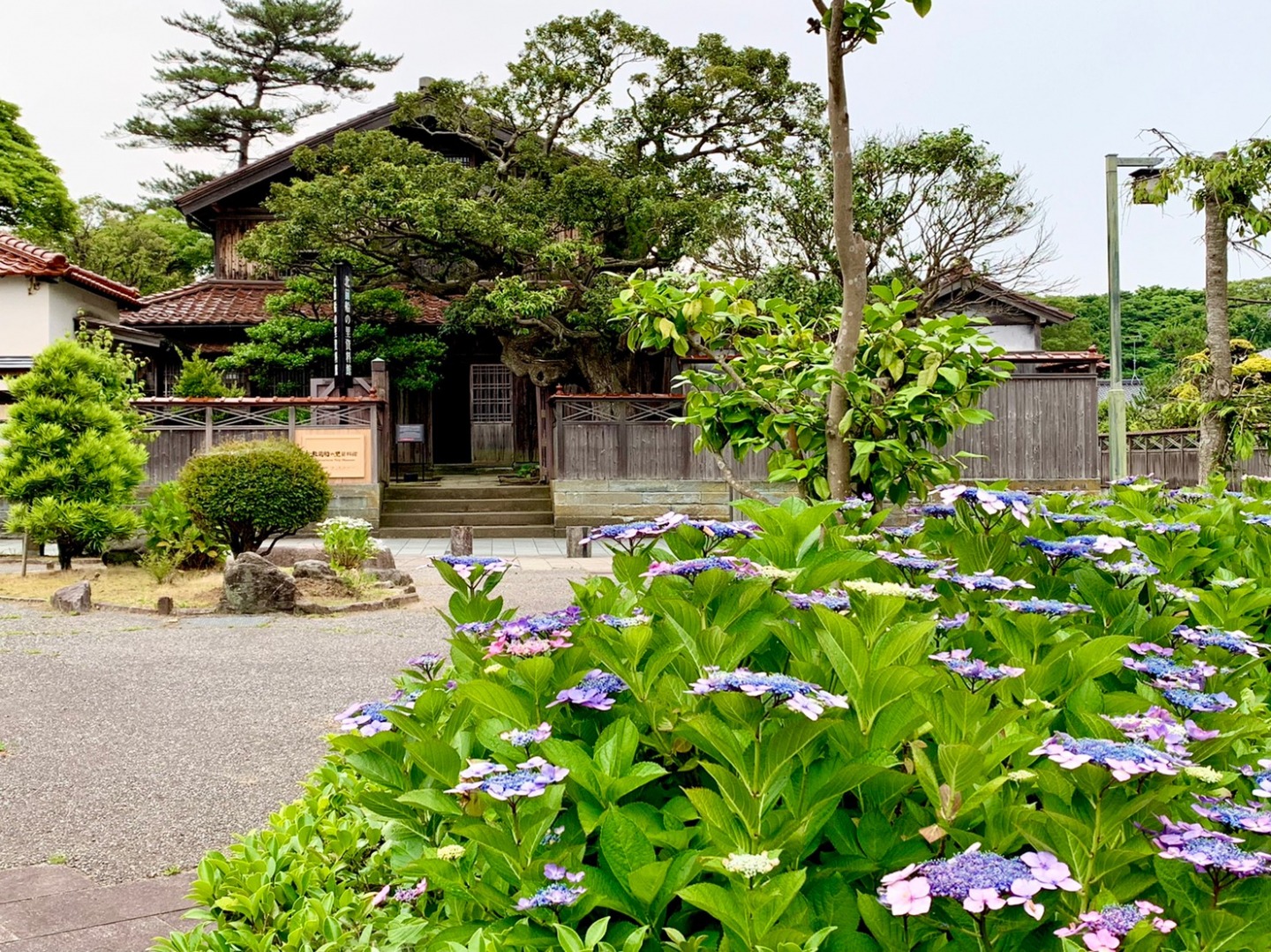 紫陽花の咲く北前船の里を訪ねる