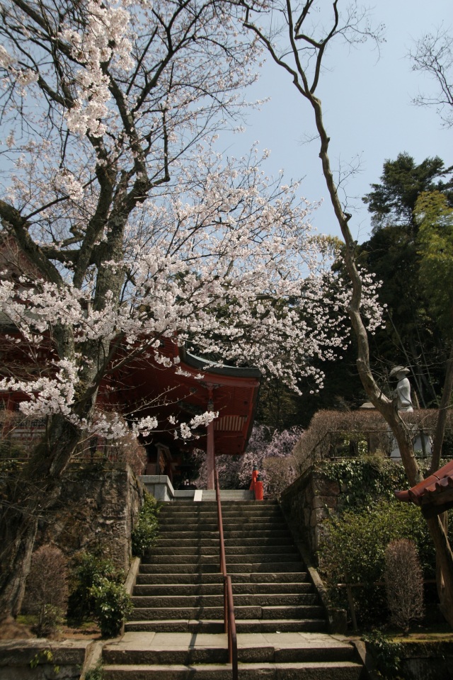薬王院温泉寺 桜
