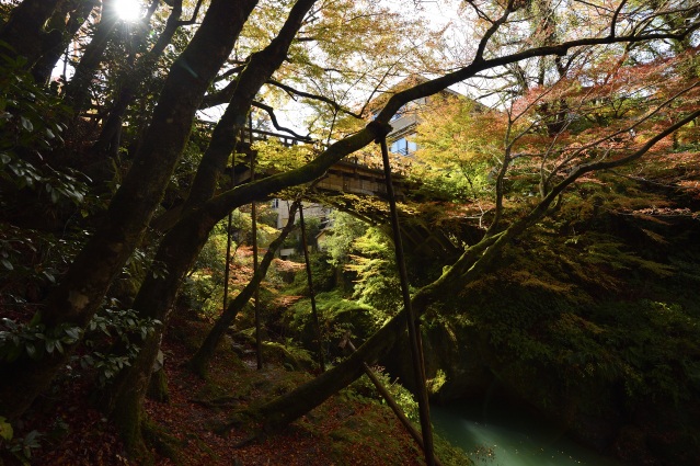 山中温泉 こ 旧こおろぎ橋(三代目) 紅葉
