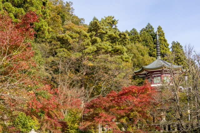 山中温泉 医王寺 紅葉