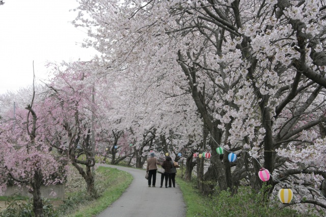 旧大聖寺川 桜