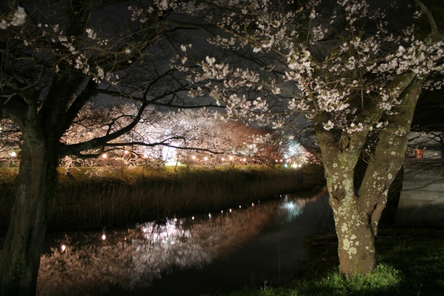 旧大聖寺川 桜 ライトアップ