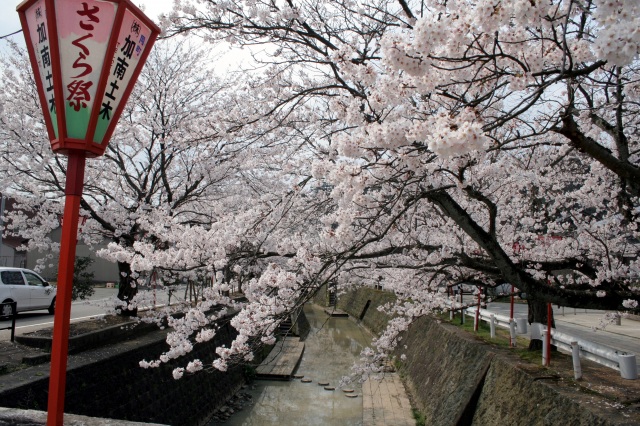 熊坂川 桜