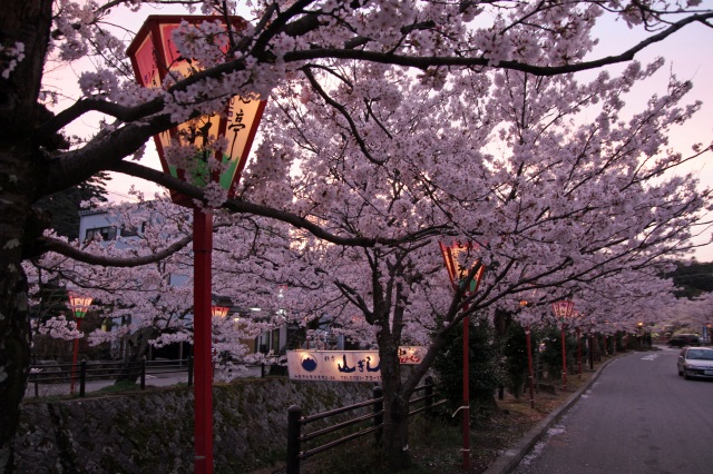 熊坂川 桜