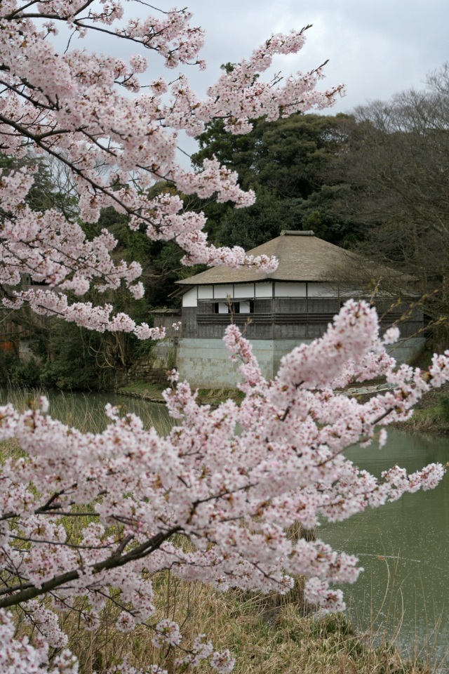 長流亭と桜