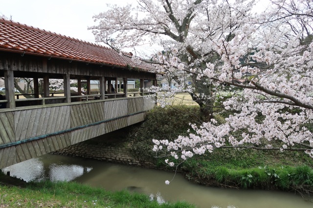 古九谷の杜公園 桜