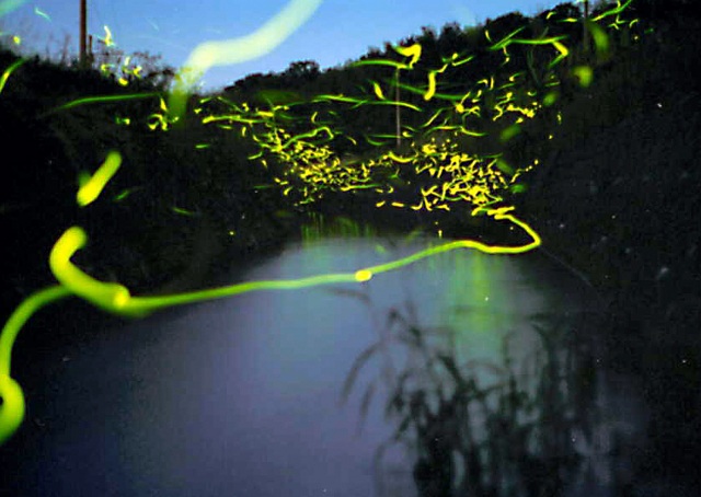 山中温泉　ホタル