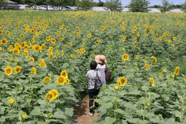 ひまわり迷路（土山ぶどう園）