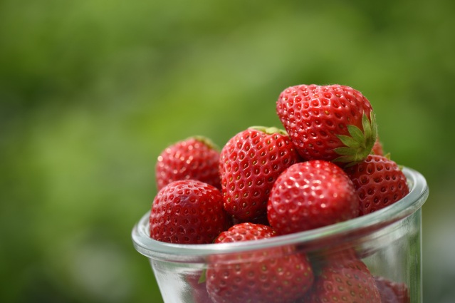 加賀フルーツランド　いちご狩り