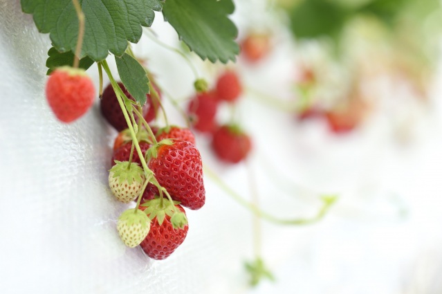 加賀フルーツランド　いちご狩り