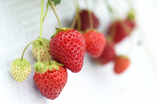 加賀フルーツランド　いちご狩り