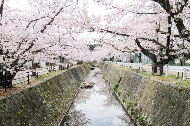 熊坂川の桜並木