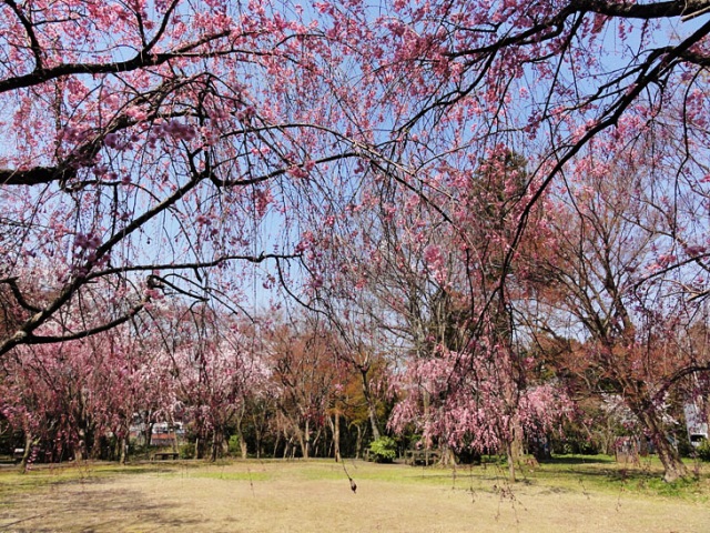 大堰宮公園