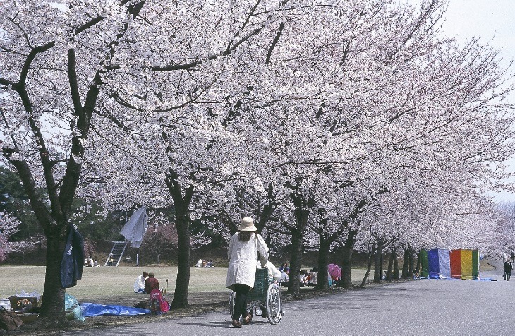 加賀市中央公園（桜並木）