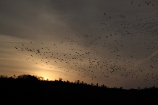 ガンのねぐら入りをみよう！～鴨池観察館～　　